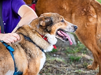 Adoptuj Warszawiaka  Wydarzenie promujące adopcję zwierząt. Organizator: Schronisko dla Bezdomnych Zwierząt "Na Paluchu". 18 sierpnia 2019, Park Raszyński w Raszynie. : park raszyński, adoptuj warszawiaka, na paluchu, schronisko dla zwierząt, centrum warszawy, raszyn